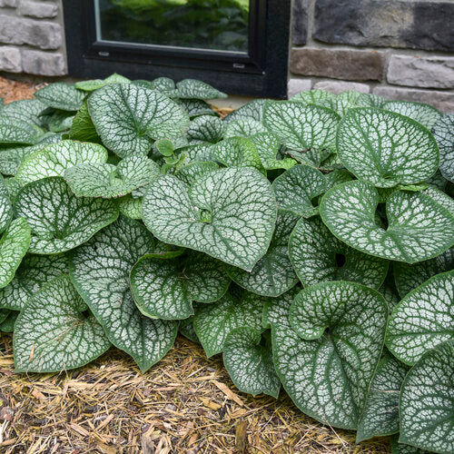 Brunnera Jack of Diamonds PW