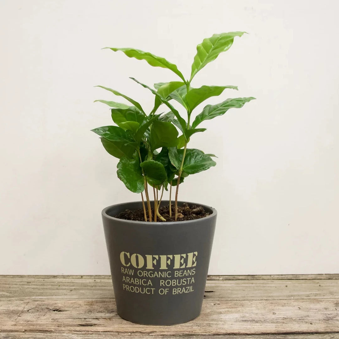 Coffee Plant