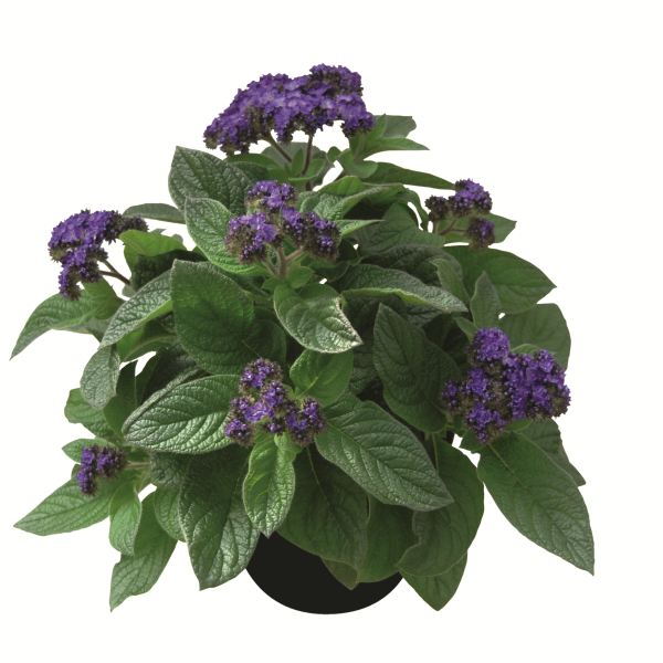 Heliotrope 'Midnight Sky'