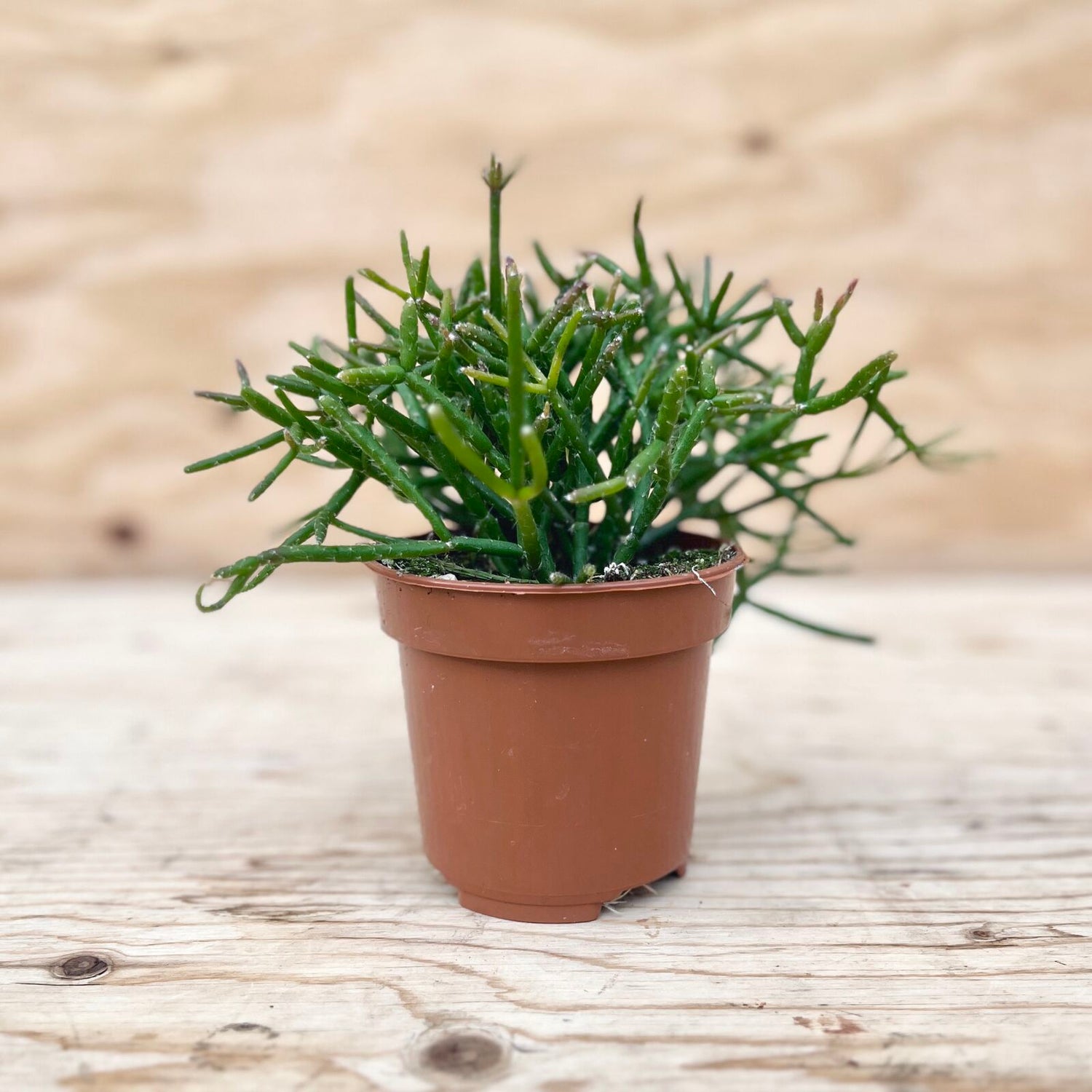 Cactus Mistletoe