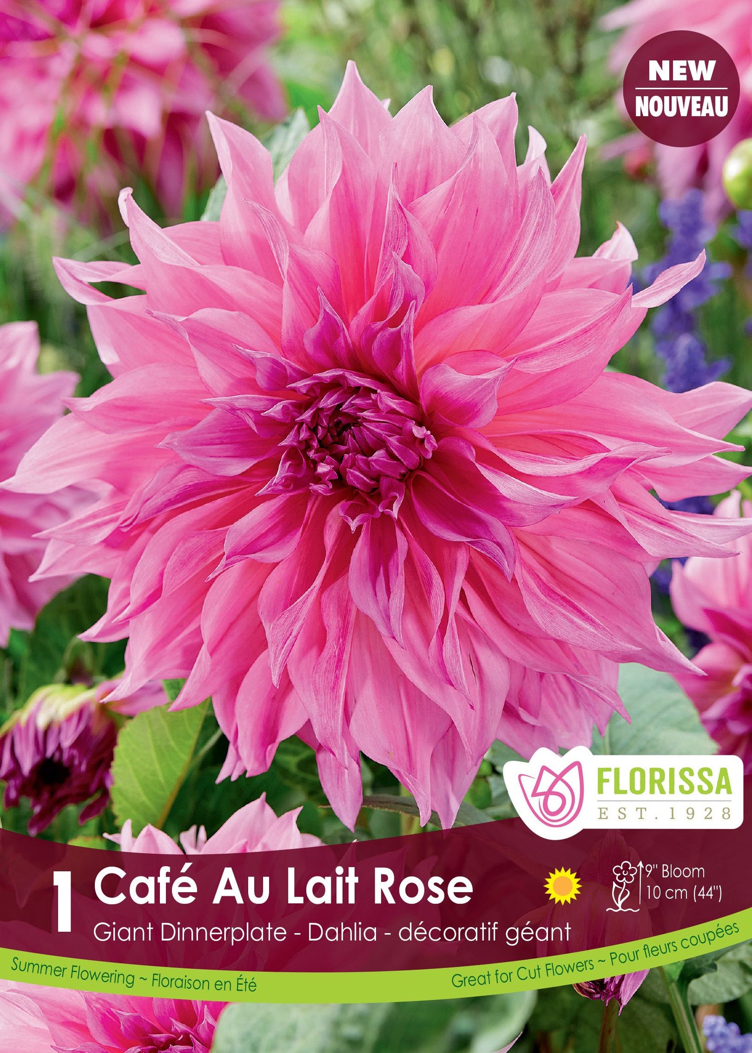 Cafe Au Lait Rose Dahlia