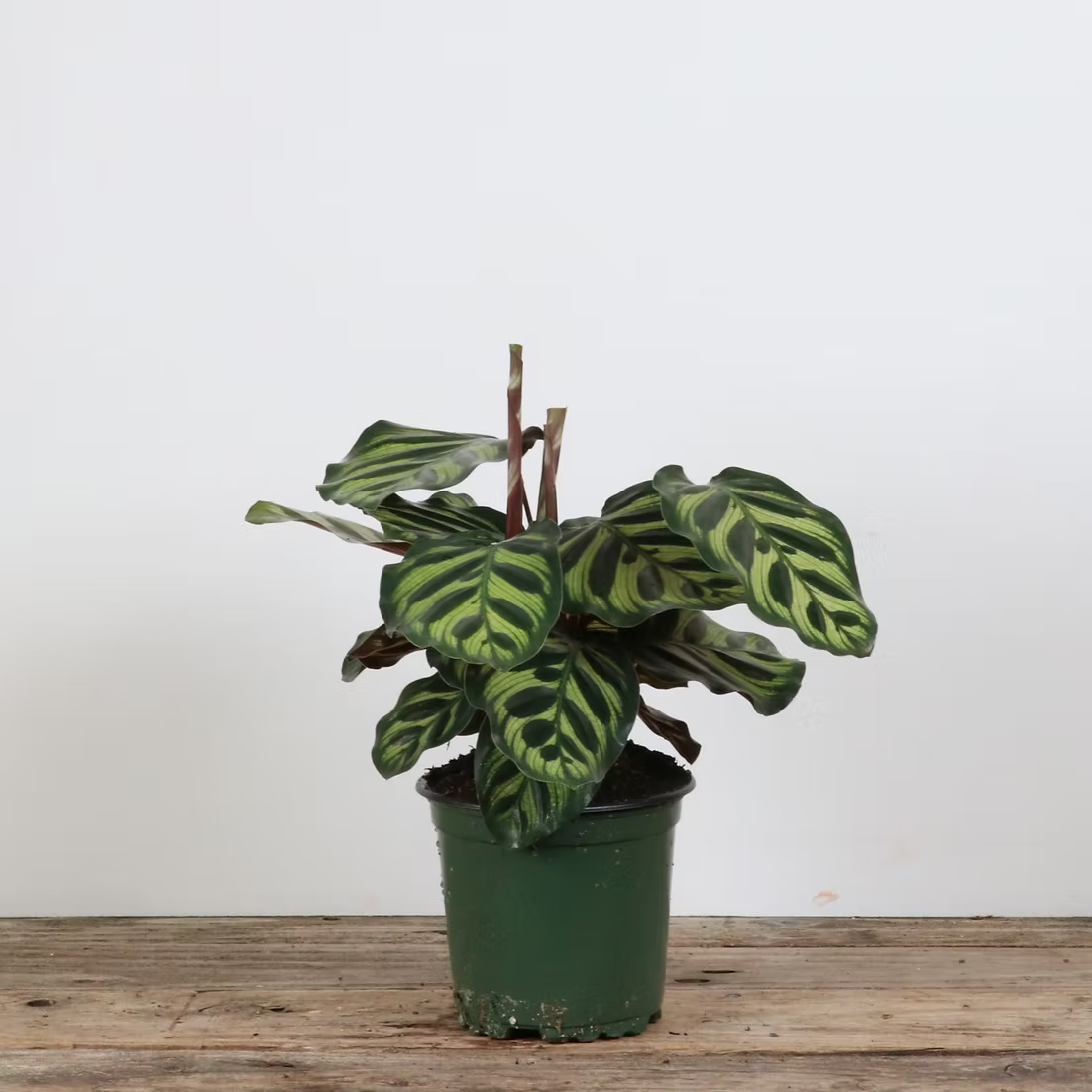 Calathea 'Peacock'