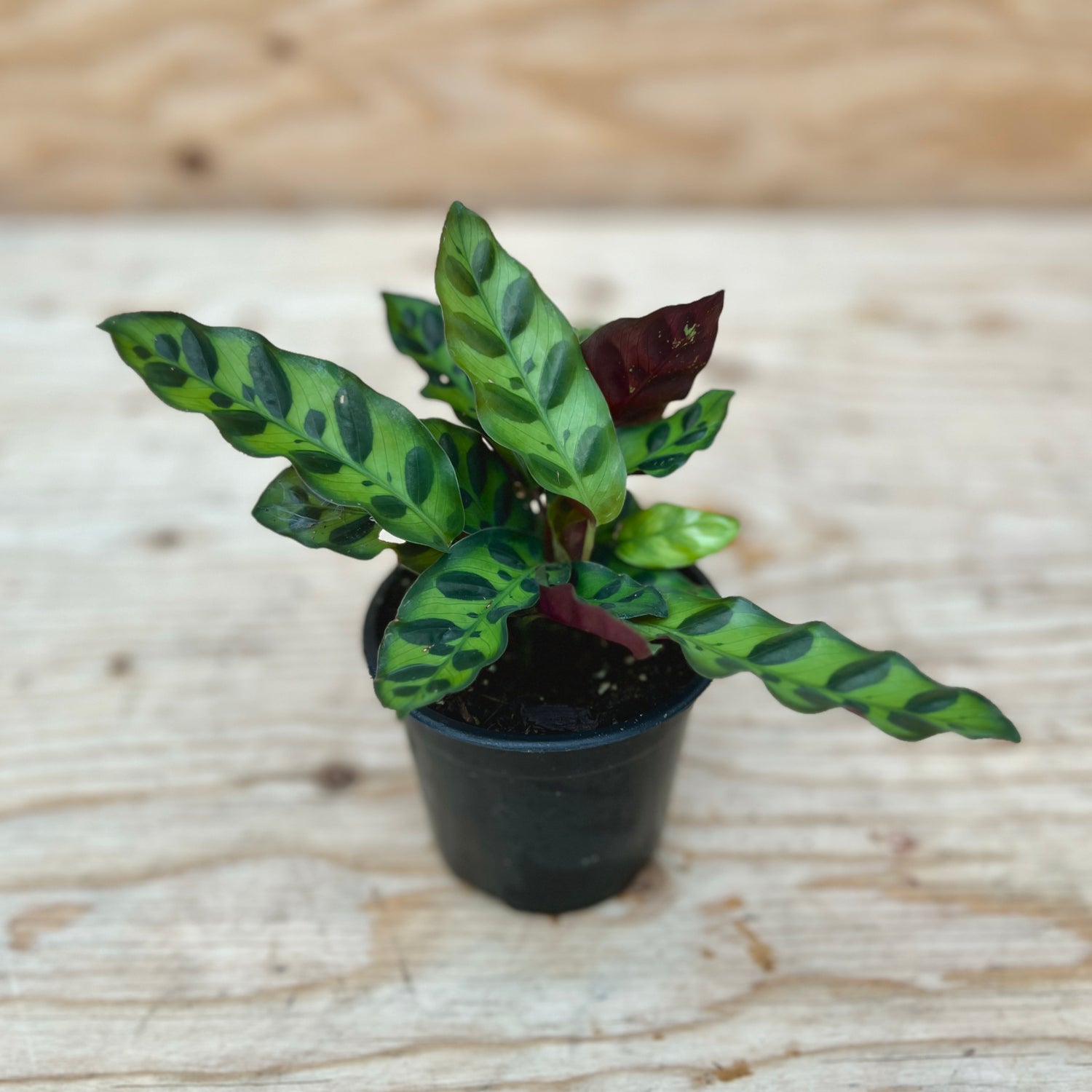 Calathea  Rattlesnake