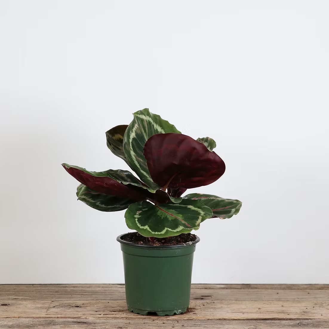 Calathea 'Medallion'