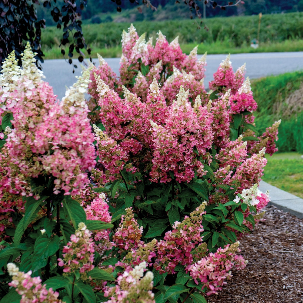 Hydrangea 'Candelabra'