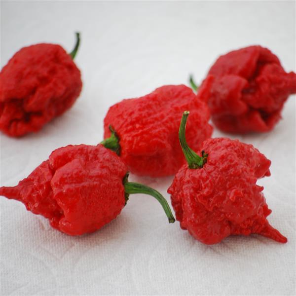 Hot Pepper 'Carolina Reaper'