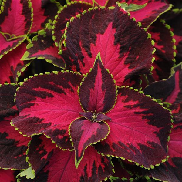 Coleus 'Chocolate Cherry'