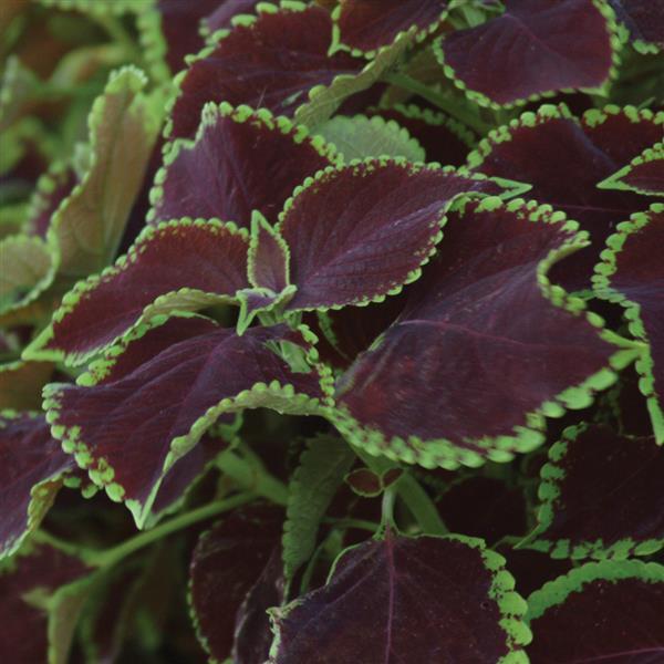 Coleus 'Chocolate Mint'