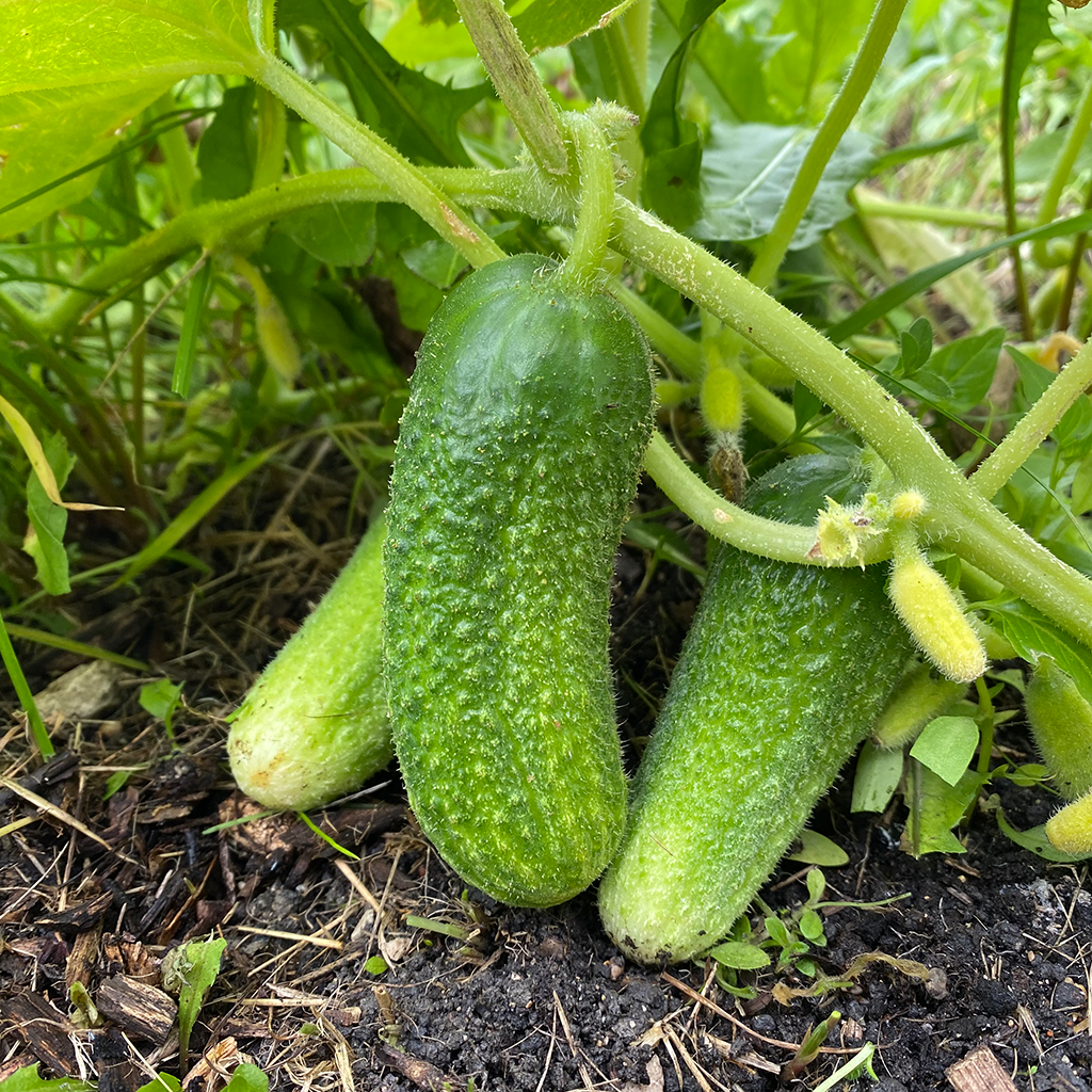 Cucumber 'Cool Breeze'