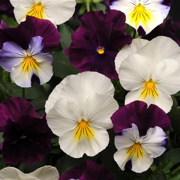 Spreading Pansy 'Cool Wave'
