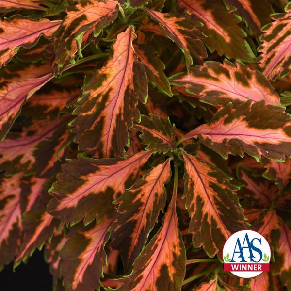 Coleus 'Coral Candy'