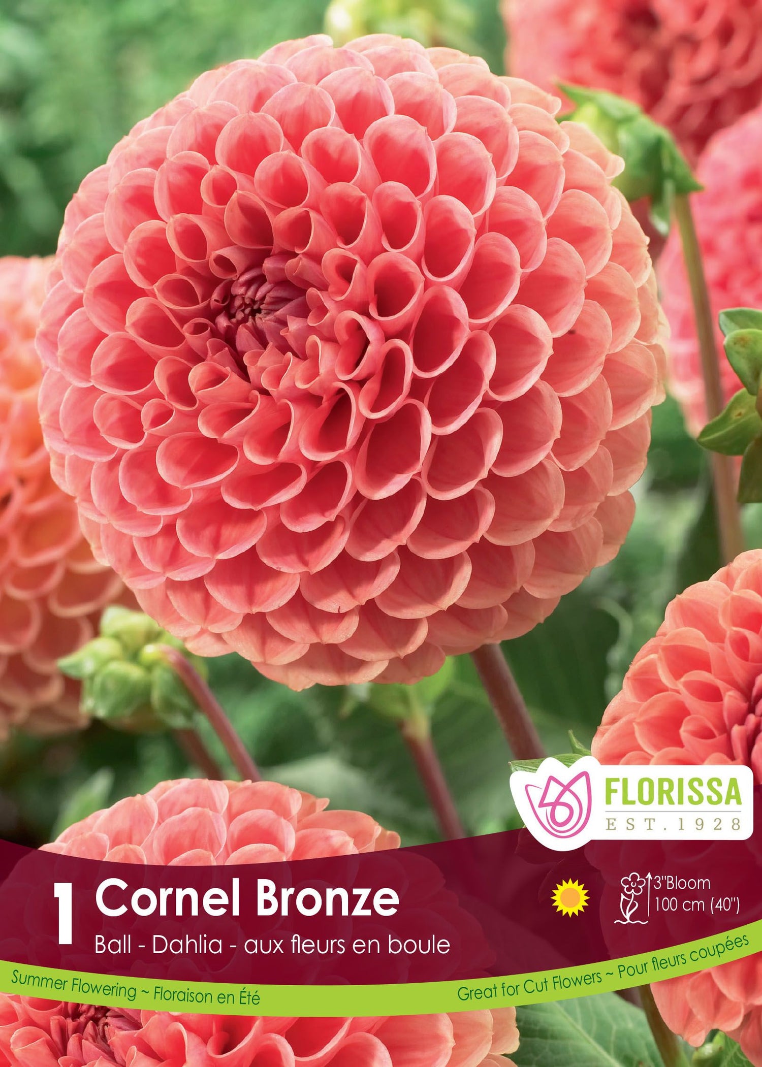 Cornel Bronze Dahlia