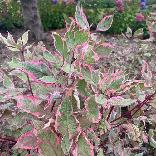 Dogwood 'Sgt. Pepper'