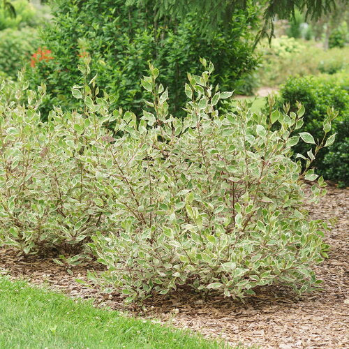 Dogwood 'Sgt. Pepper'