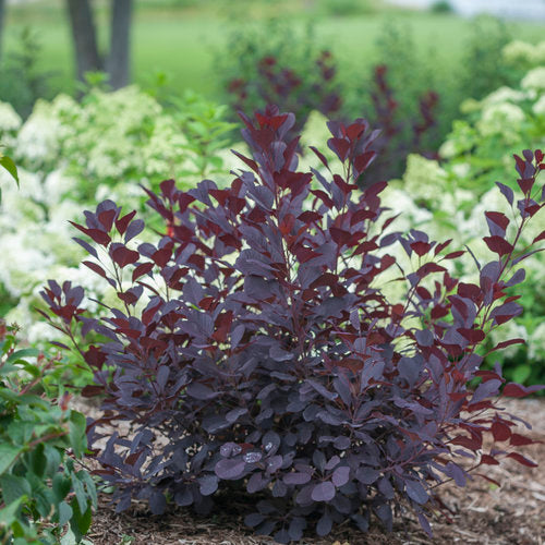Smoke Bush 'Winecraft Black'