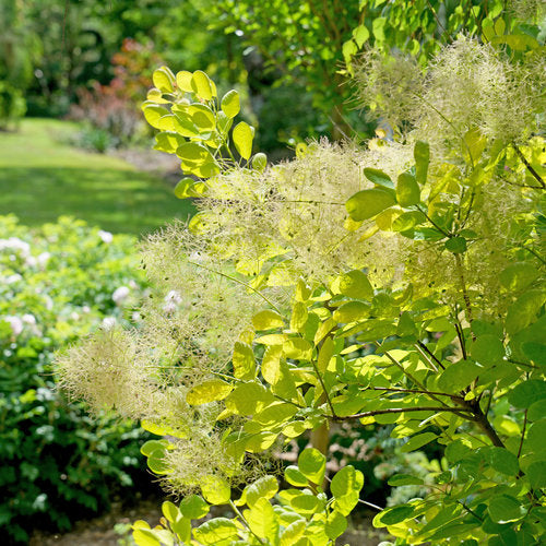 Smoke Bush 'Winecraft Gold'