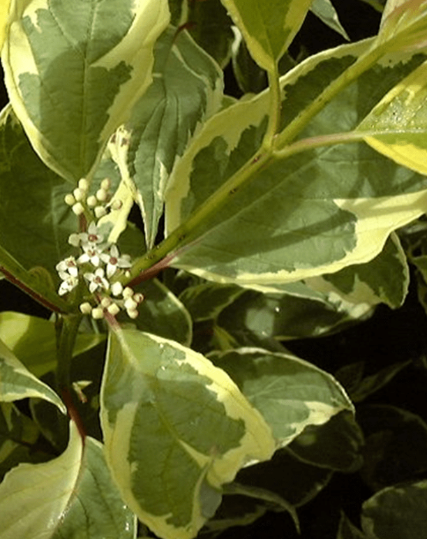 Dogwood 'Cream Cracker'