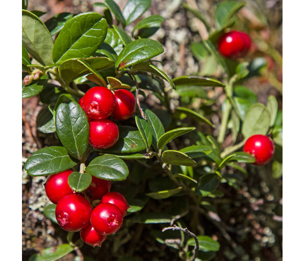 Cranberry