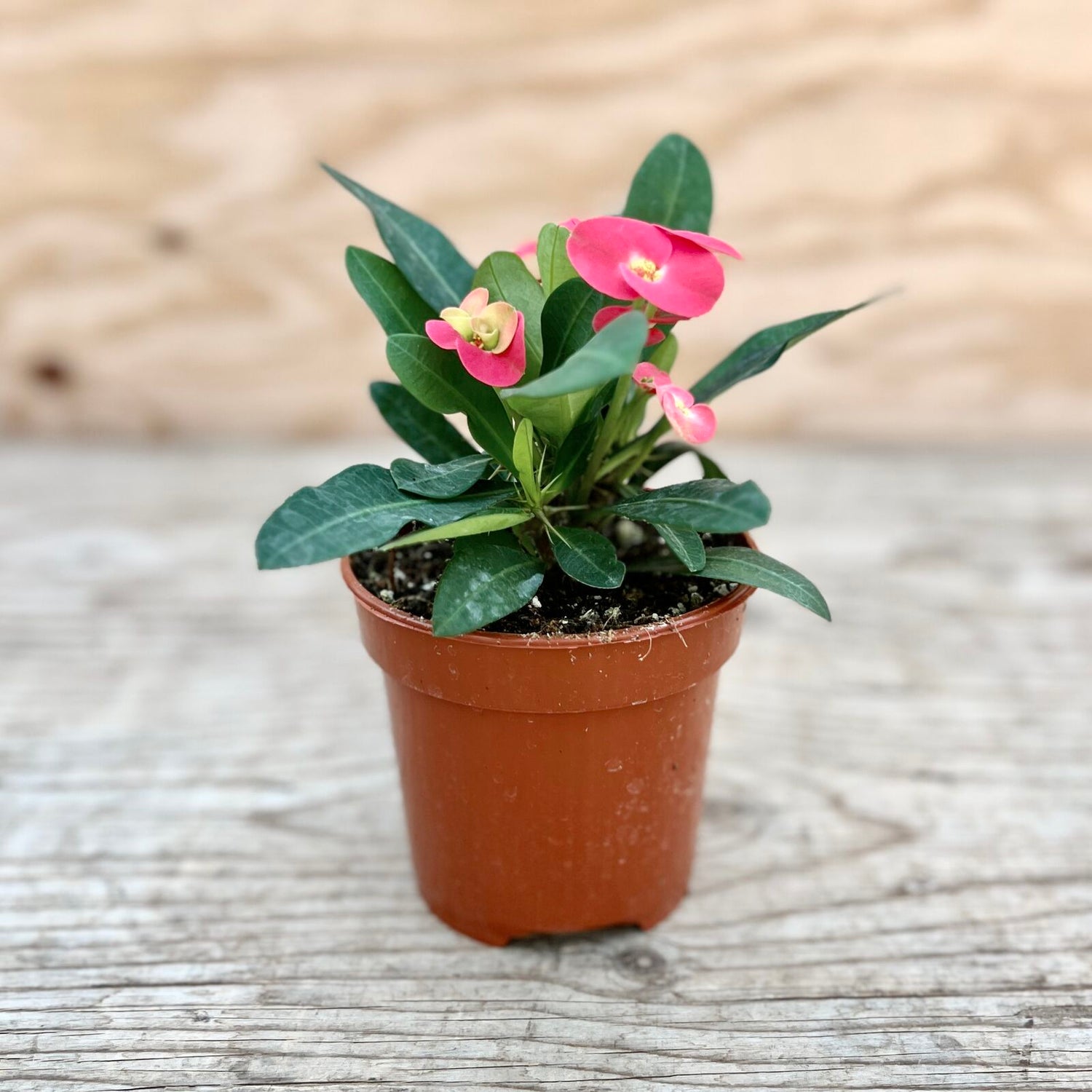 Crown of Thorns