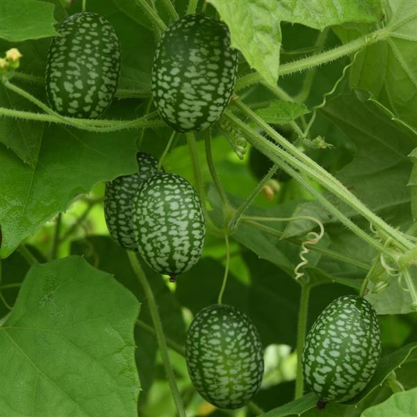 Cucumber 'Cucamelon'