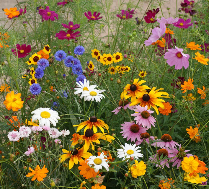 Cut Flower Blend wildflower