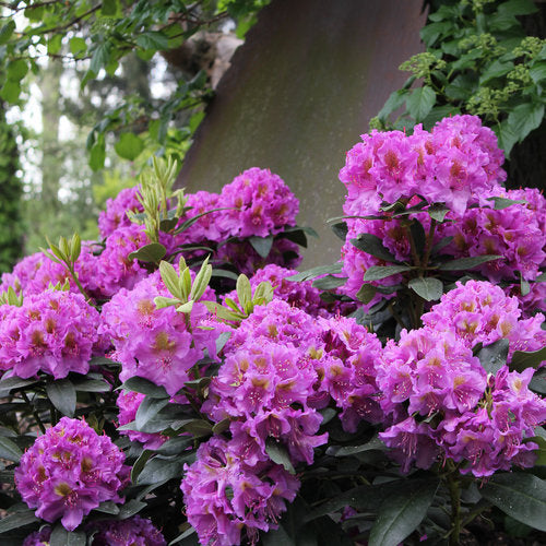 Rhododendron 'Dandy Man Purple'