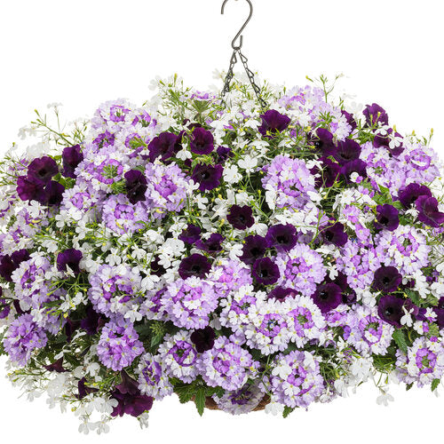 Lobelia 'Laguna Cloud White'