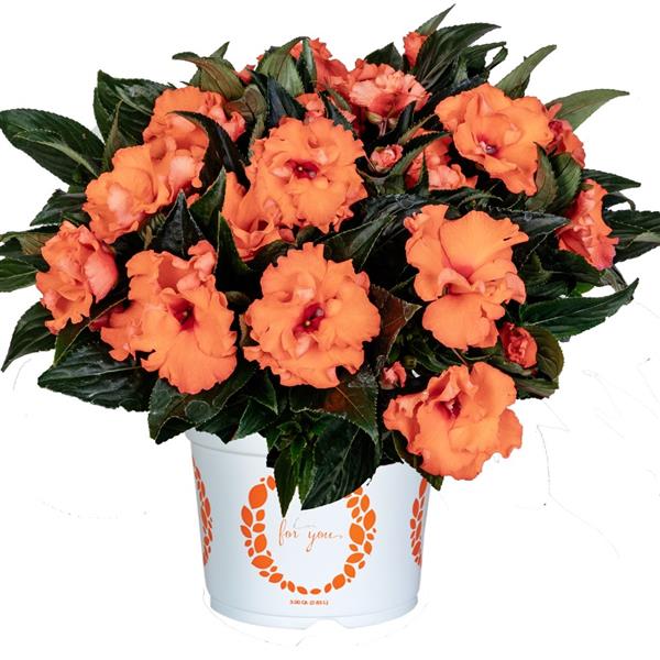 Impatiens New Guinea 'Roller Coaster' Series