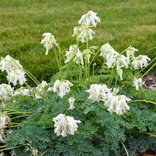 Dicentra 'White Diamonds' PW