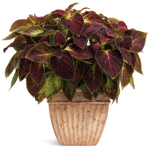 Coleus 'ColorBlaze® Dipt in Wine'