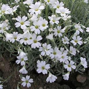 Snow in Summer Cerastium
