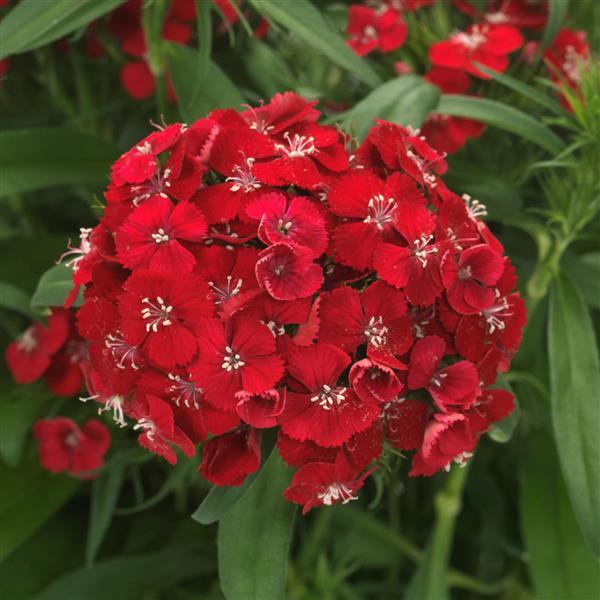 Dianthus 'Dart' Series