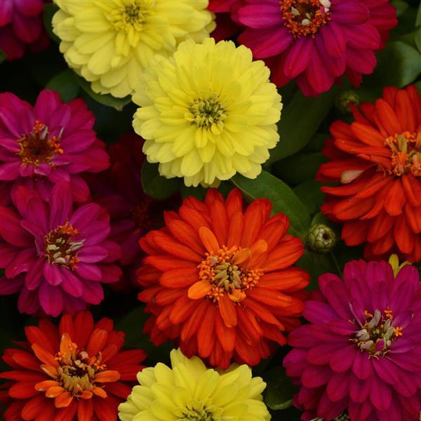 Zinnia 'Zahara' Series