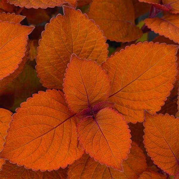 Coleus 'Charged Up Campfire'