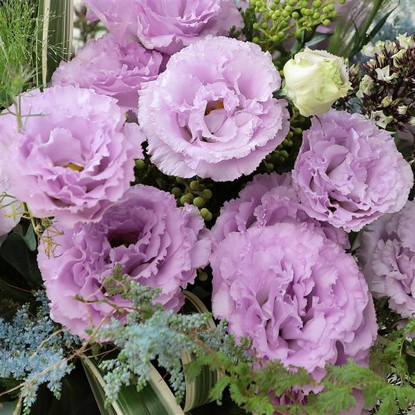 Lisianthus 'Voyage' Series