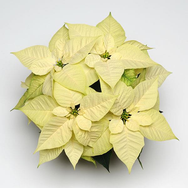 White Poinsettia