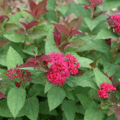 Spirea 'Double Play® 'Doozie'
