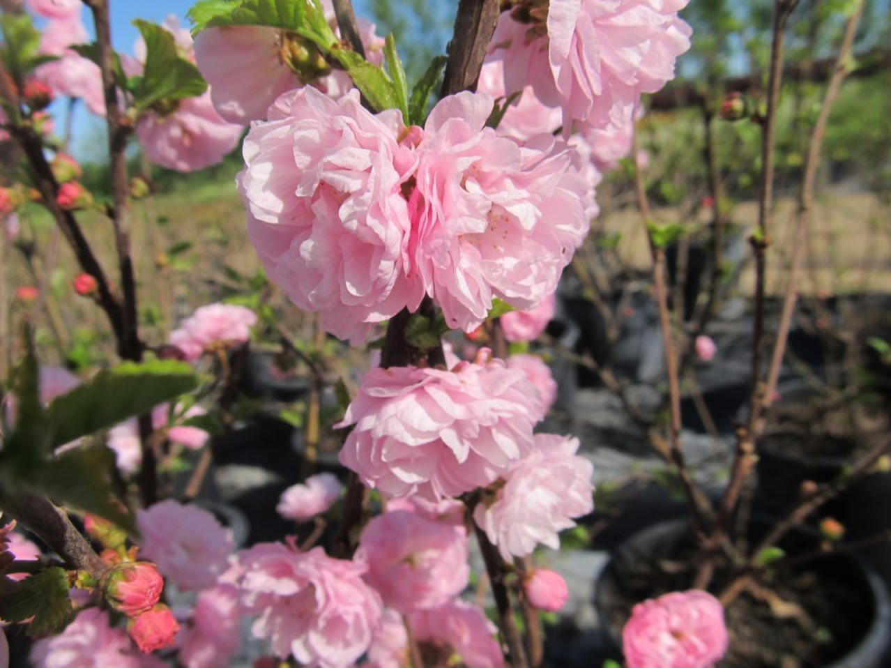 Plum 'Double Flowering Plum'