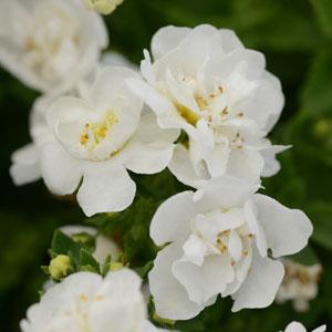 Bacopa 'Double Snowball'