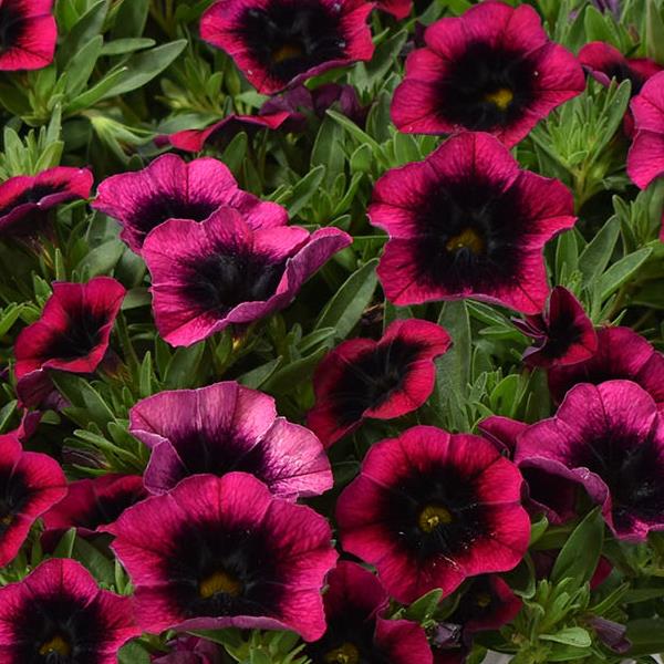 Calibrachoa 'Calilioco' Series