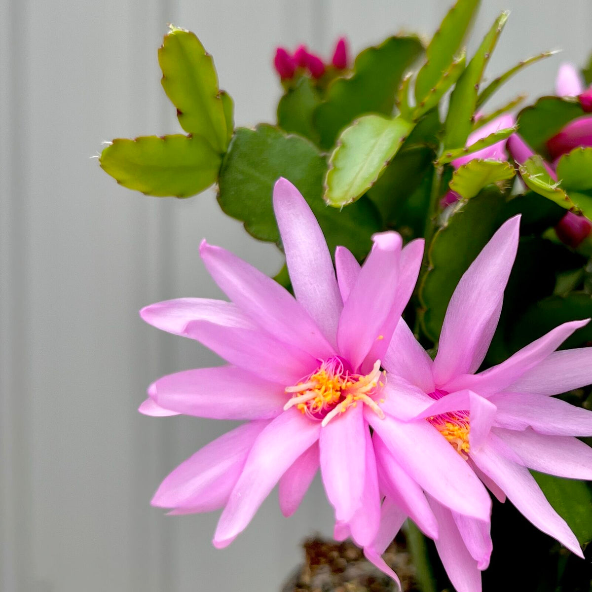 Easter Cactus