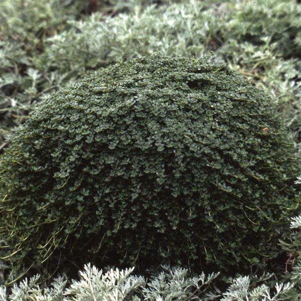 Creeping Perennial Thyme - Elfin