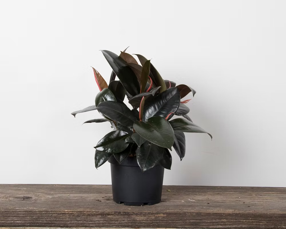 Ficus 'Decora Burgundy'
