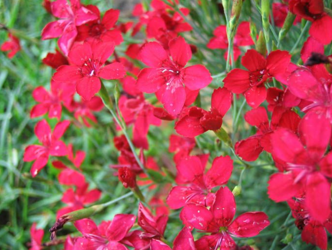 Flashing Lights Dianthus