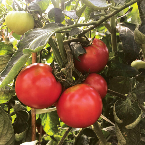 Tempting Tomatoes® Garden Treasure