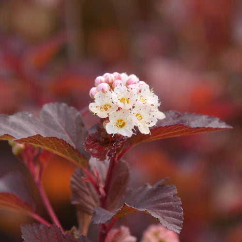 Ninebark 'Ginger Wine' PW
