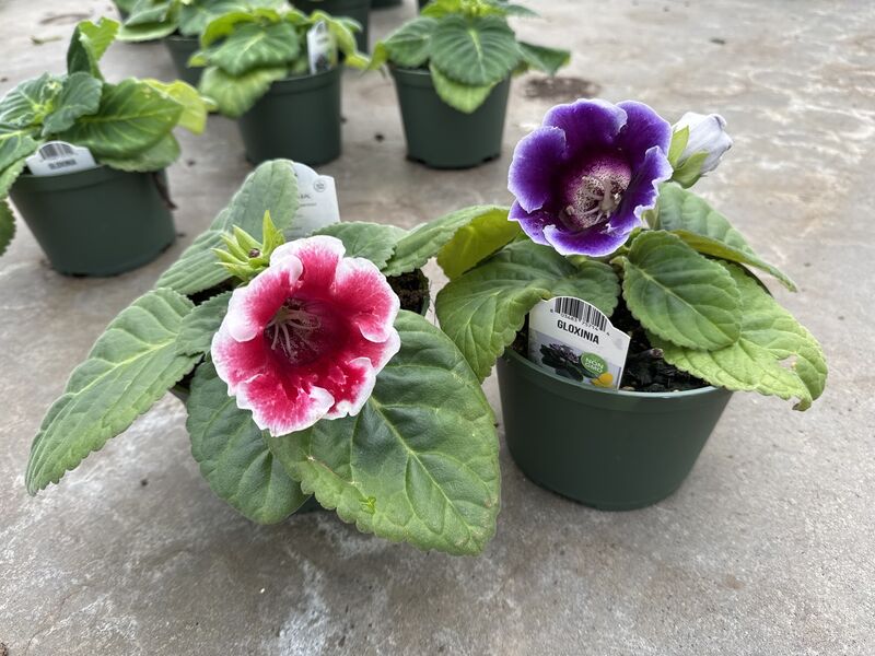 Gloxinia