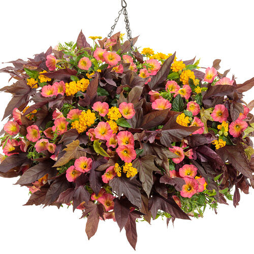 Petunia 'Supertunia® Persimmon'
