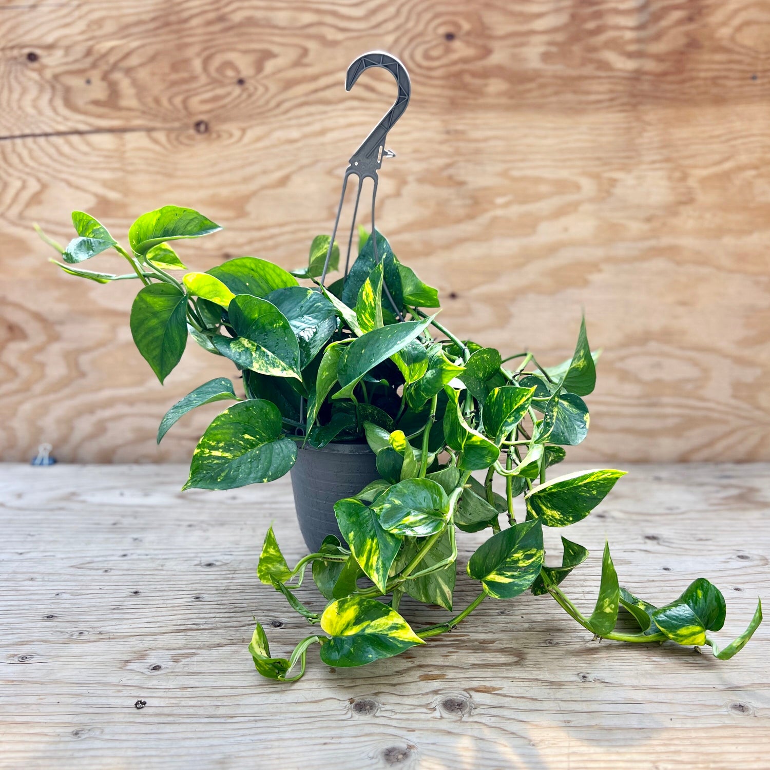 Golden Pothos