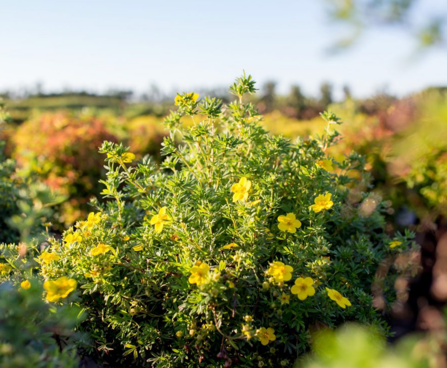 Goldfinger Potentilla